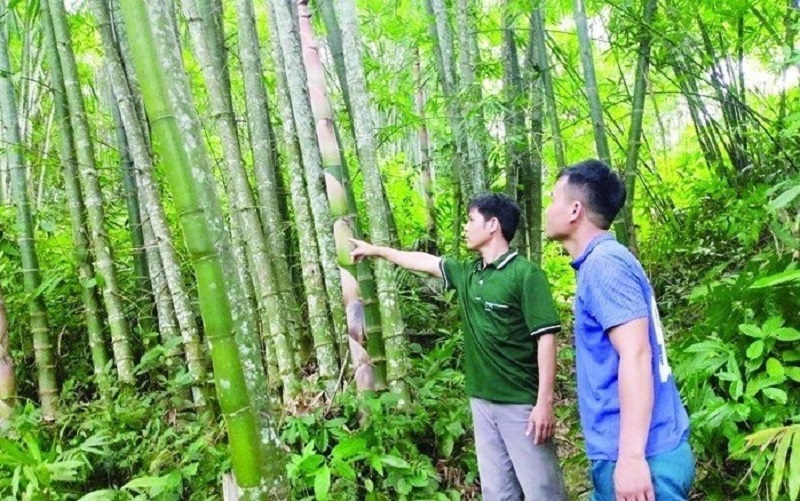 Trồng rừng gắn liền chế biến, người dân tại huyện nghèo của Thanh Hóa đổi đời, tăng thu nhập
