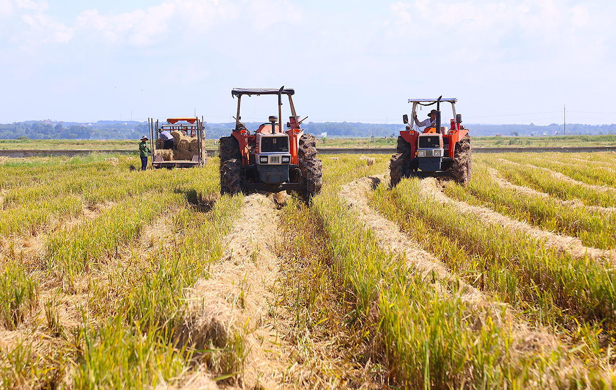 Nông dân Bà Rịa - Vũng Tàu 'hái ra tiền' nhờ sản xuất thông minh