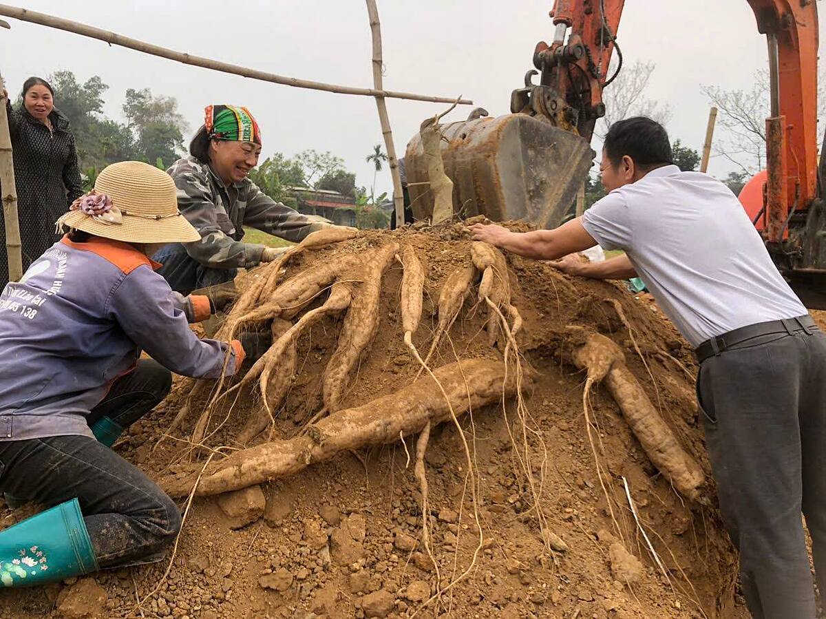 HTX giúp nông dân Gia Phú thu tiền tỷ từ loại củ ‘phải dùng máy xúc để đào’