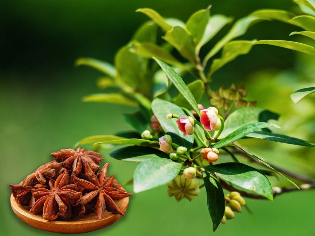 Điểm sáng giảm nghèo từ vườn ươm cây giống