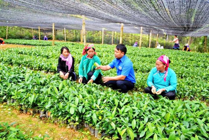 Hỗ trợ sinh kế giúp bà con dân tộc thiểu số ở Si Ma Cai thoát nghèo