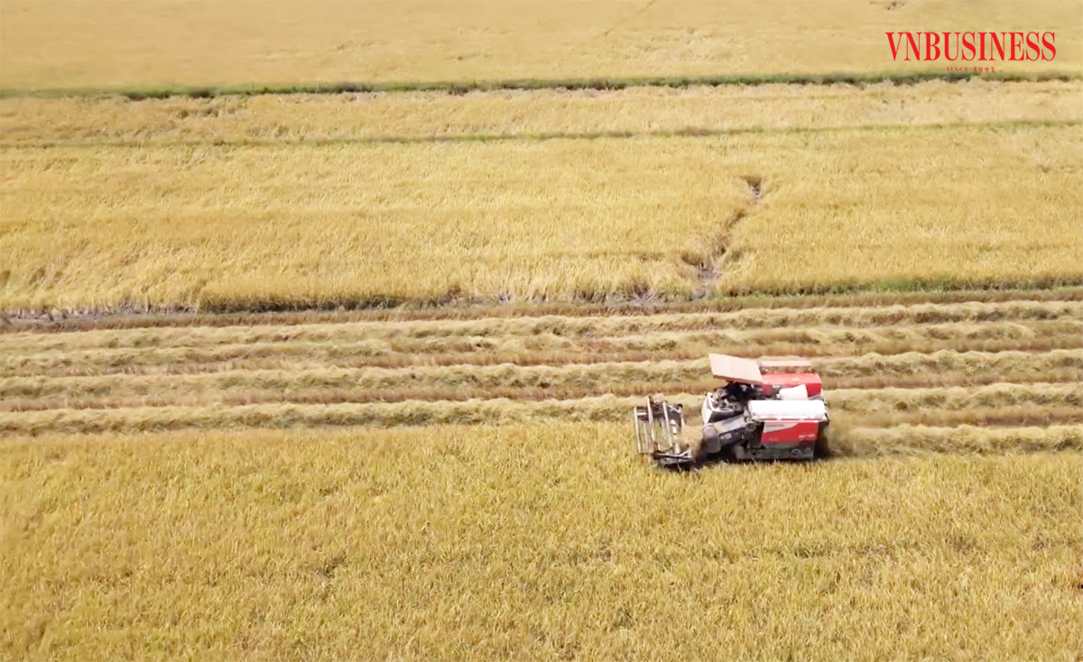 Nông dân Hậu Giang từ bỏ sản xuất nhỏ, quyết làm giàu trên cánh đồng lớn