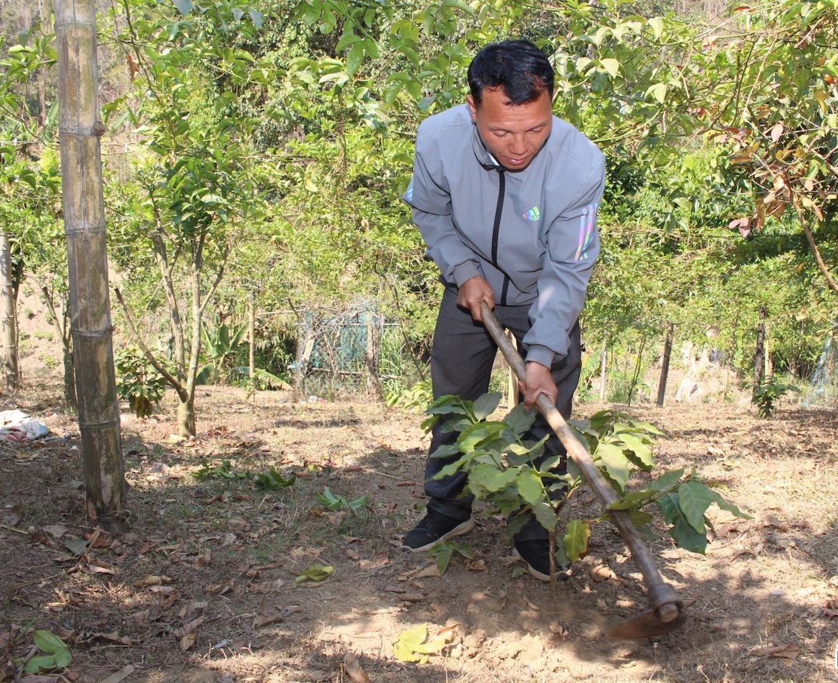 ‘Vàng xanh’ của vùng núi cao Tây Bắc giúp bà con huyện biên giới thoát nghèo