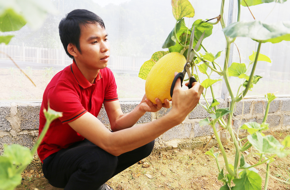 Hút vạn khách du lịch đến thăm ‘cánh đồng công nghệ cao’, nông dân Bắc Kạn thu trăm triệu nhàn tênh