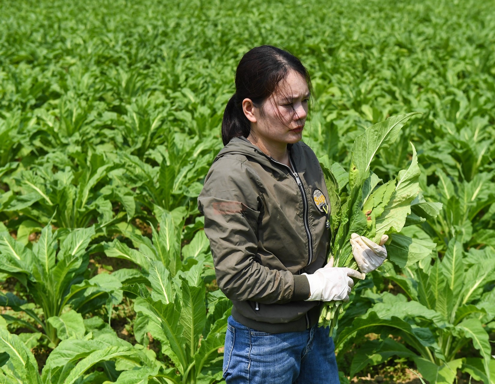 Những mô hình, dự án kiến tạo tương lai cho người dân Hà Quảng