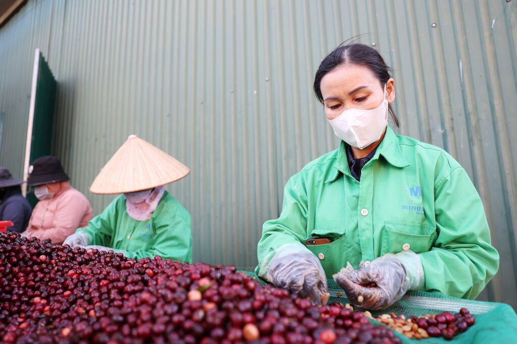 HTX xuất khẩu cà phê sang Mỹ 'đứng ngồi không yên'