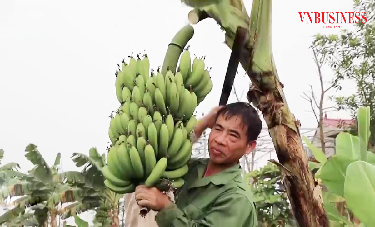Chuyện làm giàu của những triệu phú người Mường, người Dao ở Hòa Bình