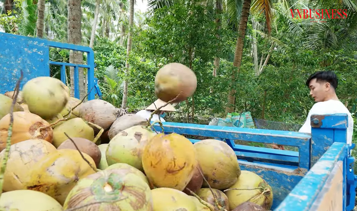 Giữa bão hạn mặn, nông dân Bến Tre vẫn ‘khỏe re’ nhờ sản xuất hữu cơ