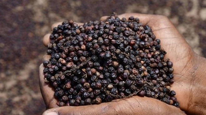 Giao dịch ảm đạm, giá tiêu giữ mức 158.000 đồng/kg