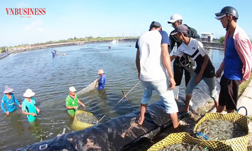 Trên &#039;đôi cánh&#039; HTX, nông dân Bạc Liêu tự tin làm nông nghiệp thông minh, xóa điệp khúc &#039;được mùa mất giá&#039;