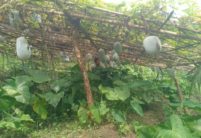 Chuyển đổi cây trồng đúng hướng, huyện miền núi xứ Thanh hái 'trái vàng' làm giàu