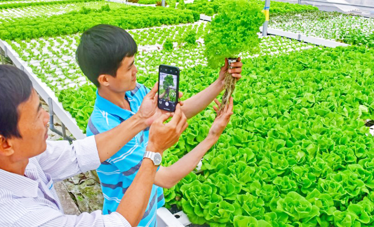 Chuyện làm giàu của những nông dân, HTX 4.0 ở Cà Mau