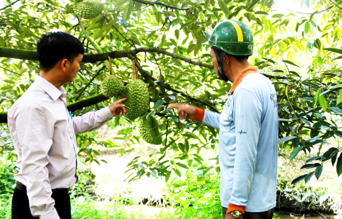 Nông dân Phong Điền bắt tay phá điệp khúc 'được mùa - rớt giá' để làm giàu