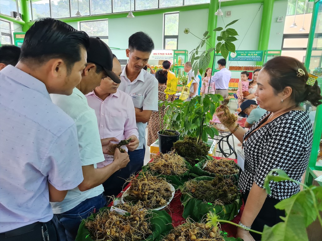 Người dân Nam Trà My thoát nghèo bền vững nhờ ‘quốc bảo’ sâm Ngọc Linh