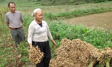 HTX Hà Quảng chung tay giảm nghèo bền vững từ sản vật quê hương