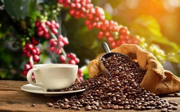 Giá cà phê giữ mức 125.000 đồng/kg, đà tăng vẫn còn