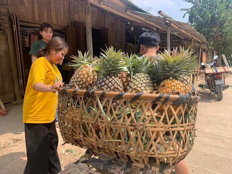 Mường Nhà phát triển kinh tế, giảm nghèo nhờ dứa mật