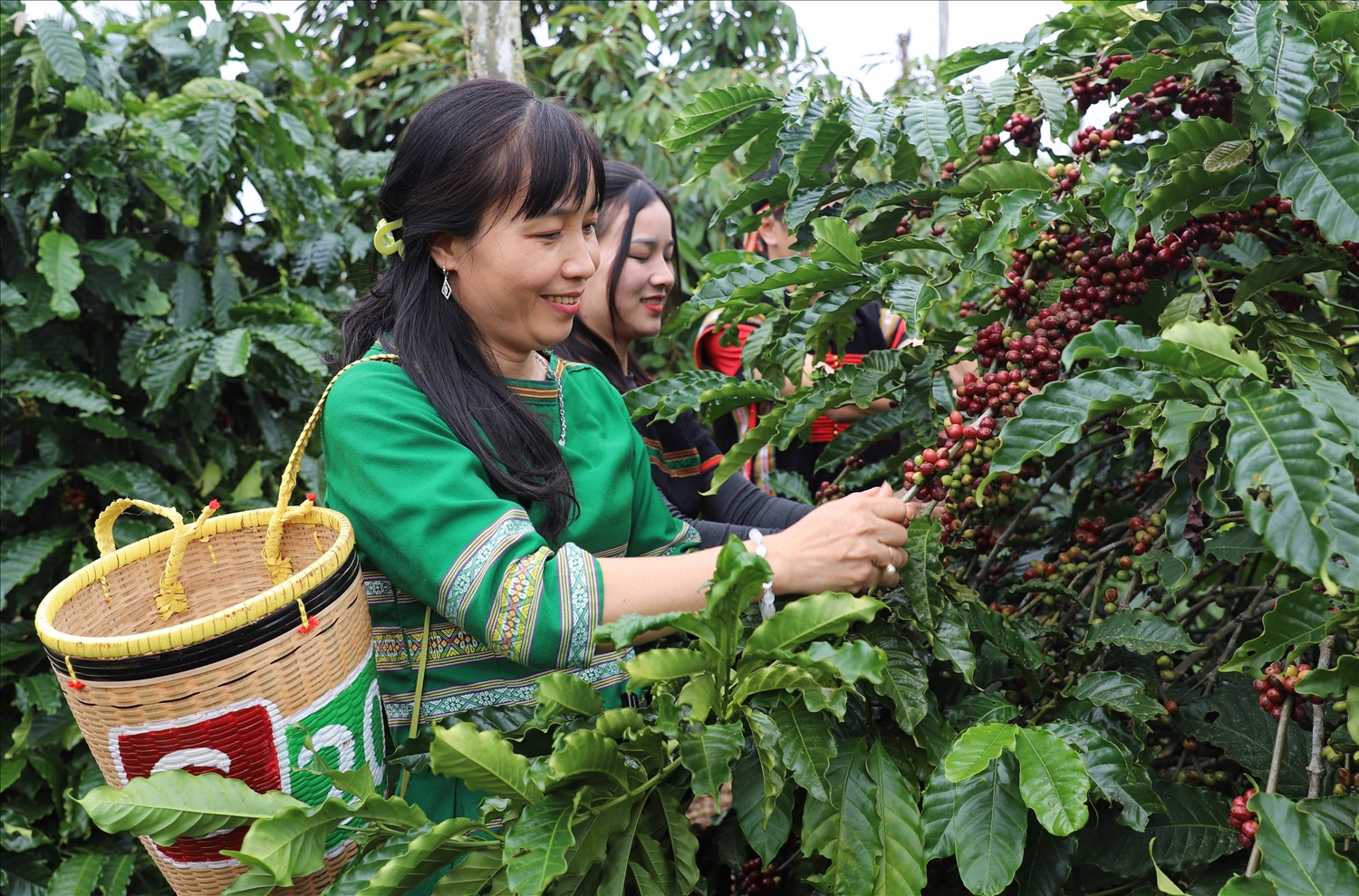 Hợp tác sản xuất cà phê bền vững để giảm nghèo bền vững