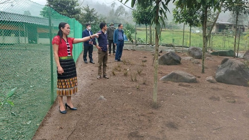 Người dân Quế Phong thoát nghèo với mô hình kinh tế tập thể