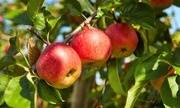 Trái cây New Zealand &#039;đổ bộ&#039; thị trường 789bet có uy tín không, đặt mục tiêu tỷ đô sau táo, kiwi, anh đào
