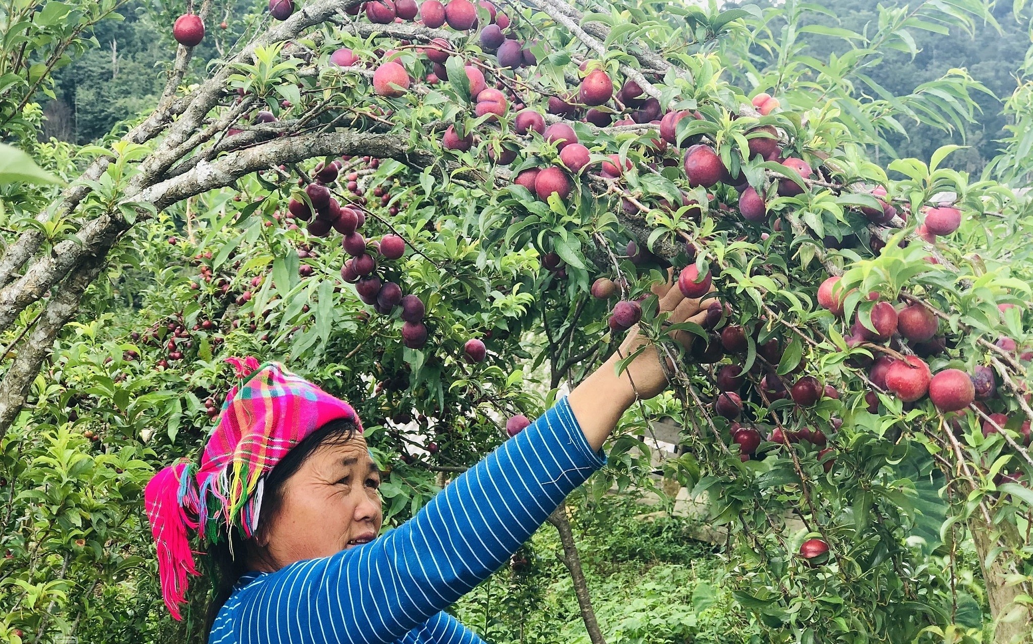 Cây - con chủ lực giúp người dân nâng cao thu nhập