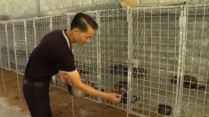 Cuộc sống ‘lên hương’ nhờ... nuôi dúi