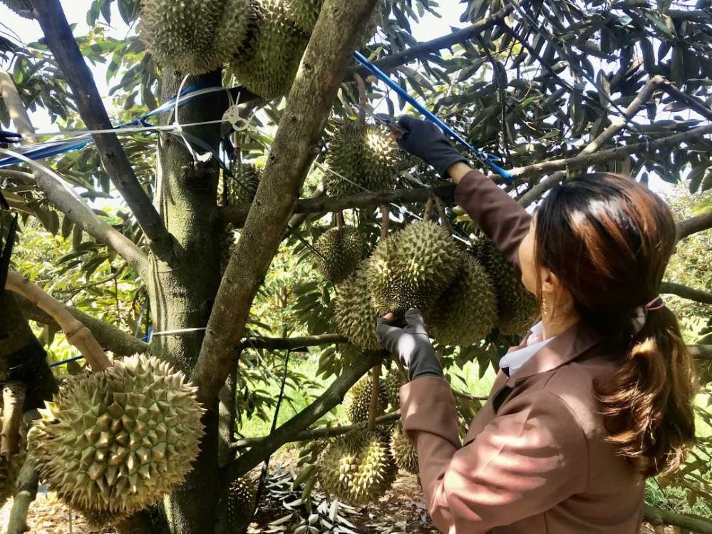 Niềm vui thoát nghèo, làm giàu ở những 'thủ phủ sầu riêng' Đắk Lắk