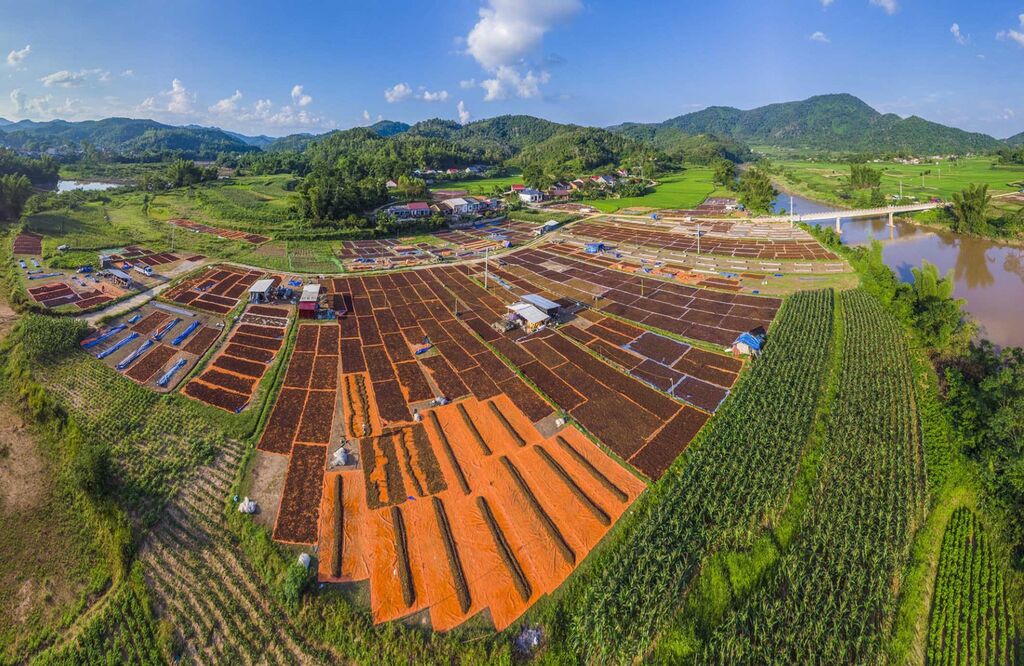 Sức vươn xa của loài hoa tám cánh ở xứ Lạng