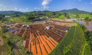 Sức vươn xa của loài hoa tám cánh ở xứ Lạng