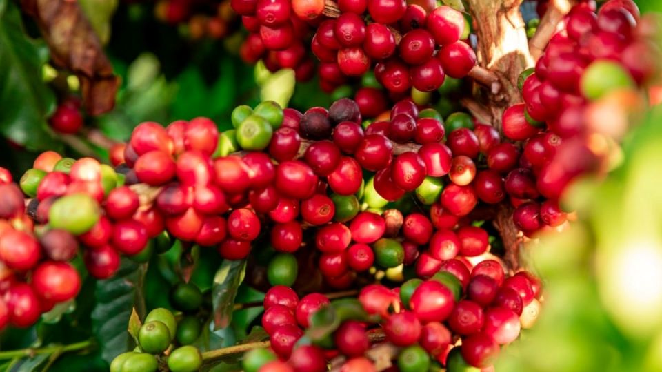 Giảm mạnh 4.100 đồng/kg, giá cà phê xuống dưới mức 130.000 đồng/kg