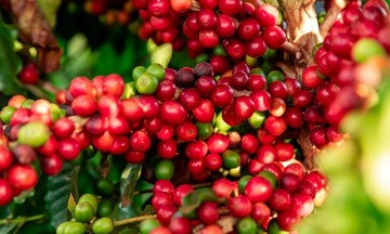 Giảm mạnh 4.100 đồng/kg, giá cà phê xuống dưới mức 130.000 đồng/kg