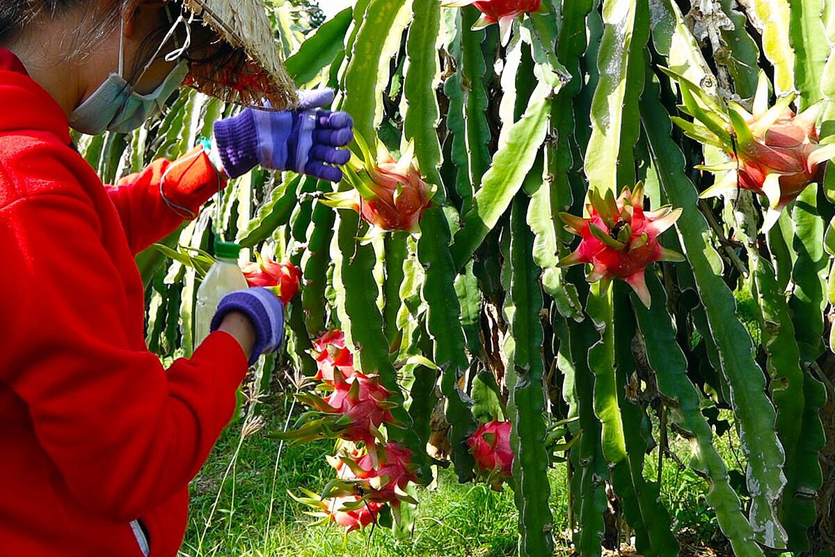 Thanh long sạch Hòa Lệ giúp nông dân Hàm Thuận Bắc ngày một khấm khá