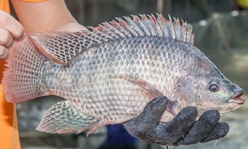Cá rô phi Việt Nam thêm cơ hội tại thị trường Hoa Kỳ