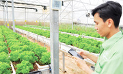 Chìa khóa thành công trên những cánh đồng công nghệ tiền tỷ ở Lâm Đồng