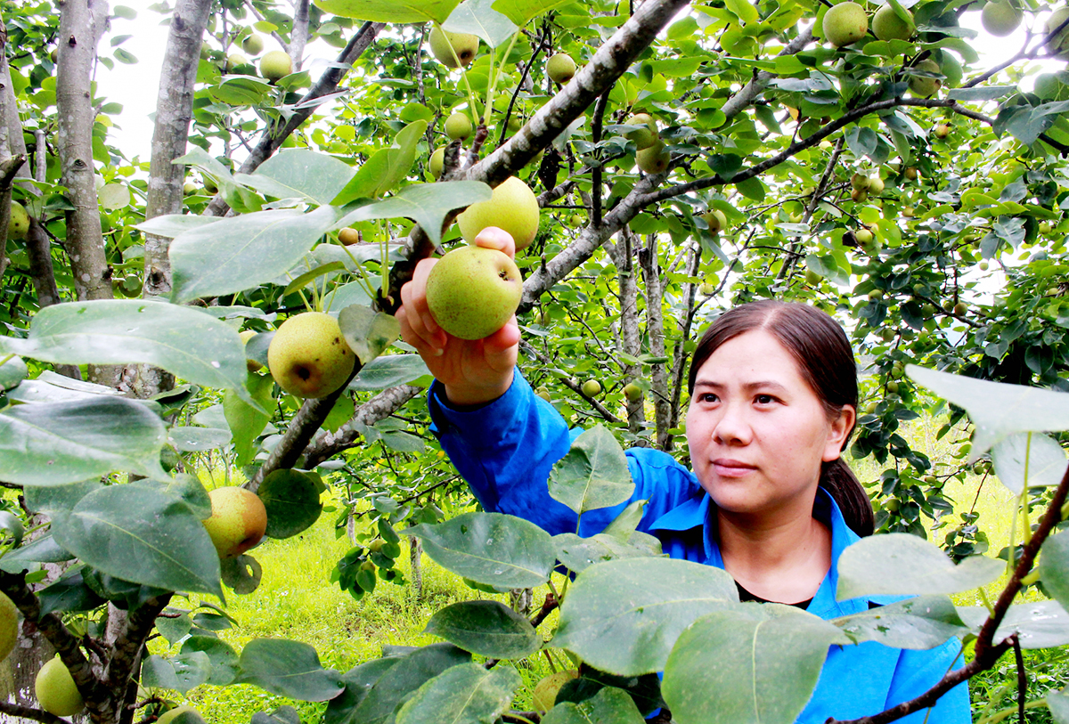 Chuyển đổi sản xuất hiệu quả, mở lối giảm nghèo bền vững ở Đồng Văn