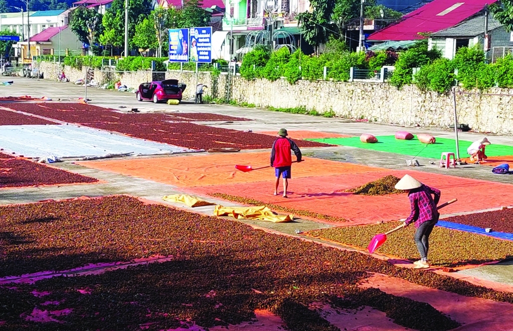 Cây hồi phủ xanh đồi núi giúp người dân Thạch An thoát nghèo