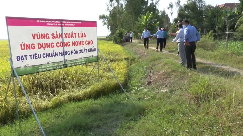 Đến Long An xem các HTX nông nghiệp giúp nông dân thoát nghèo