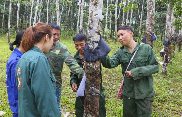 Kinh tế ổn định nhờ hướng đi từ cây công nghiệp