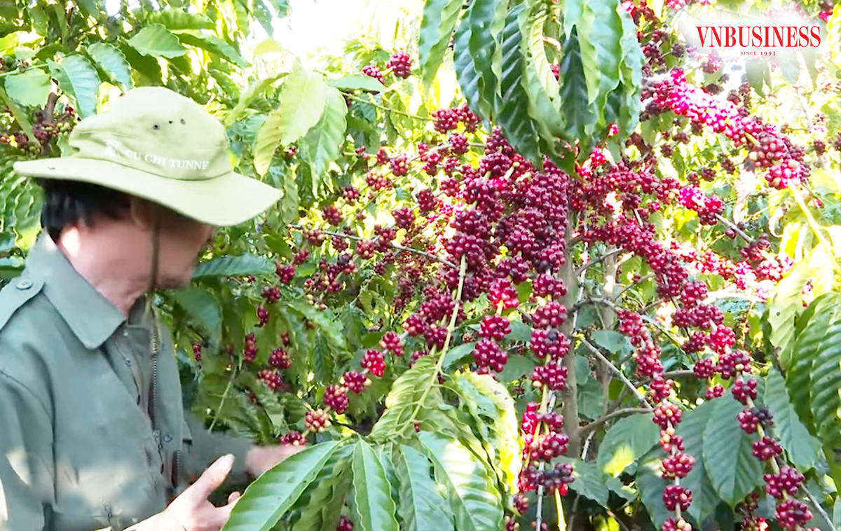 Từ cây cà phê độc canh đến đa dạng nông sản (Bài 2): Hiệu quả kinh tế gắn liền với cơ hội việc làm