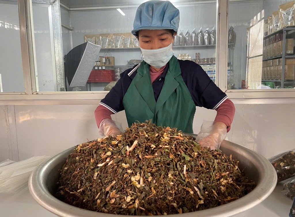 Nâng tầm dược liệu miền sơn cước giúp nâng đời sống người dân Phước Sơn