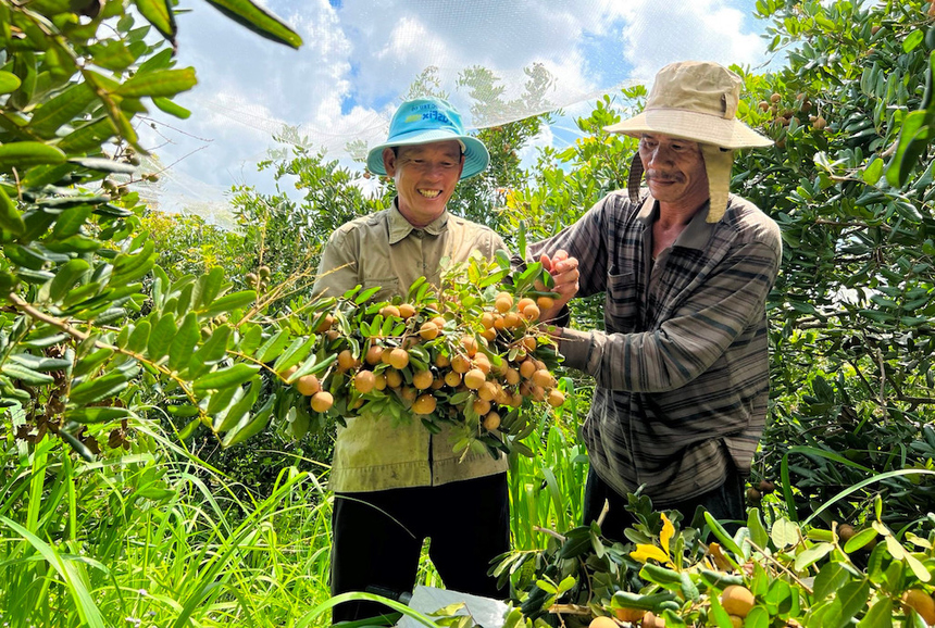 Nông dân Bà Rịa - Vũng Tàu làm giàu nhờ liên kết chặt