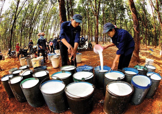 Cổ phiếu ‘vàng trắng’ ngược kỳ vọng