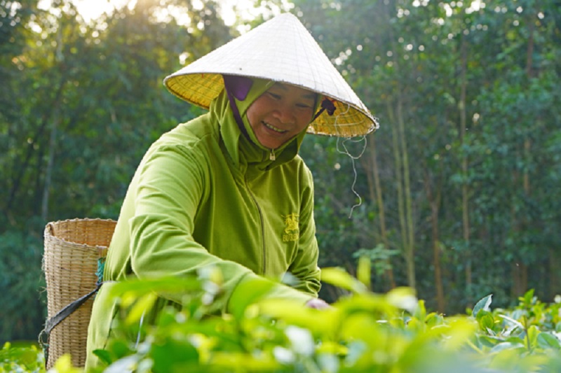 Nâng tầm giá trị cây chè, nông dân xứ Thanh làm giàu hiệu quả