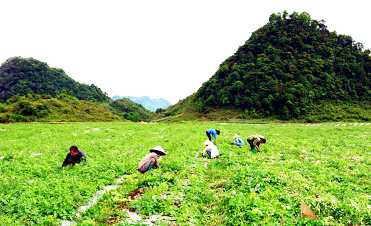 ‘Vàng xanh’ nơi đá núi Hà Giang và hành trình thoát nghèo từ cây dược liệu