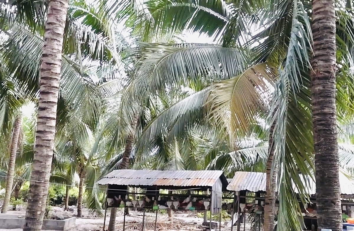 Hiệu quả từ mô hình chăn nuôi dưới tán dừa ở vùng cát khô Thiện Nghiệp