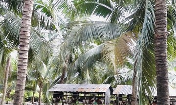 Hiệu quả từ mô hình chăn nuôi dưới tán dừa ở vùng cát khô Thiện Nghiệp