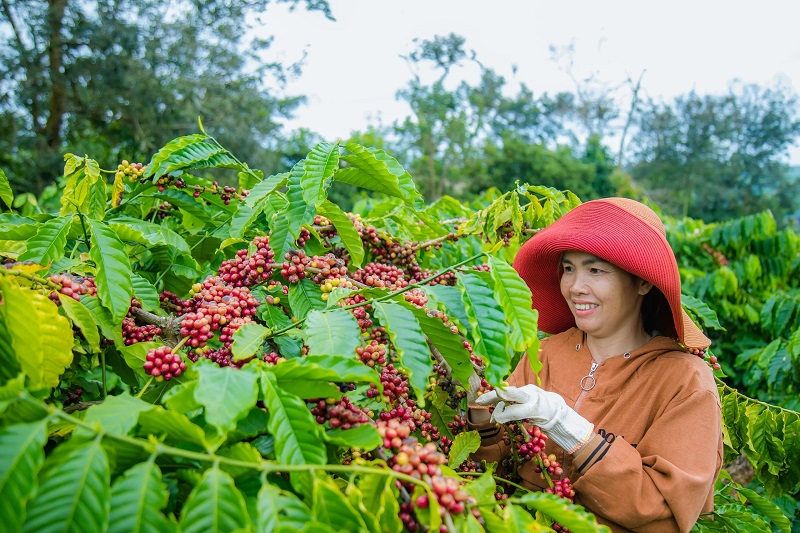 Ngành cà phê cần làm gì trước quy định chống phá rừng của EU?