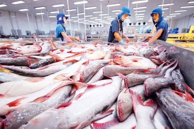 Để giữ 'phong độ' doanh nghiệp xuất khẩu cá tra cần những bước đi mới