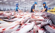 Để giữ &#039;phong độ&#039; doanh nghiệp xuất khẩu cá tra cần những bước đi mới