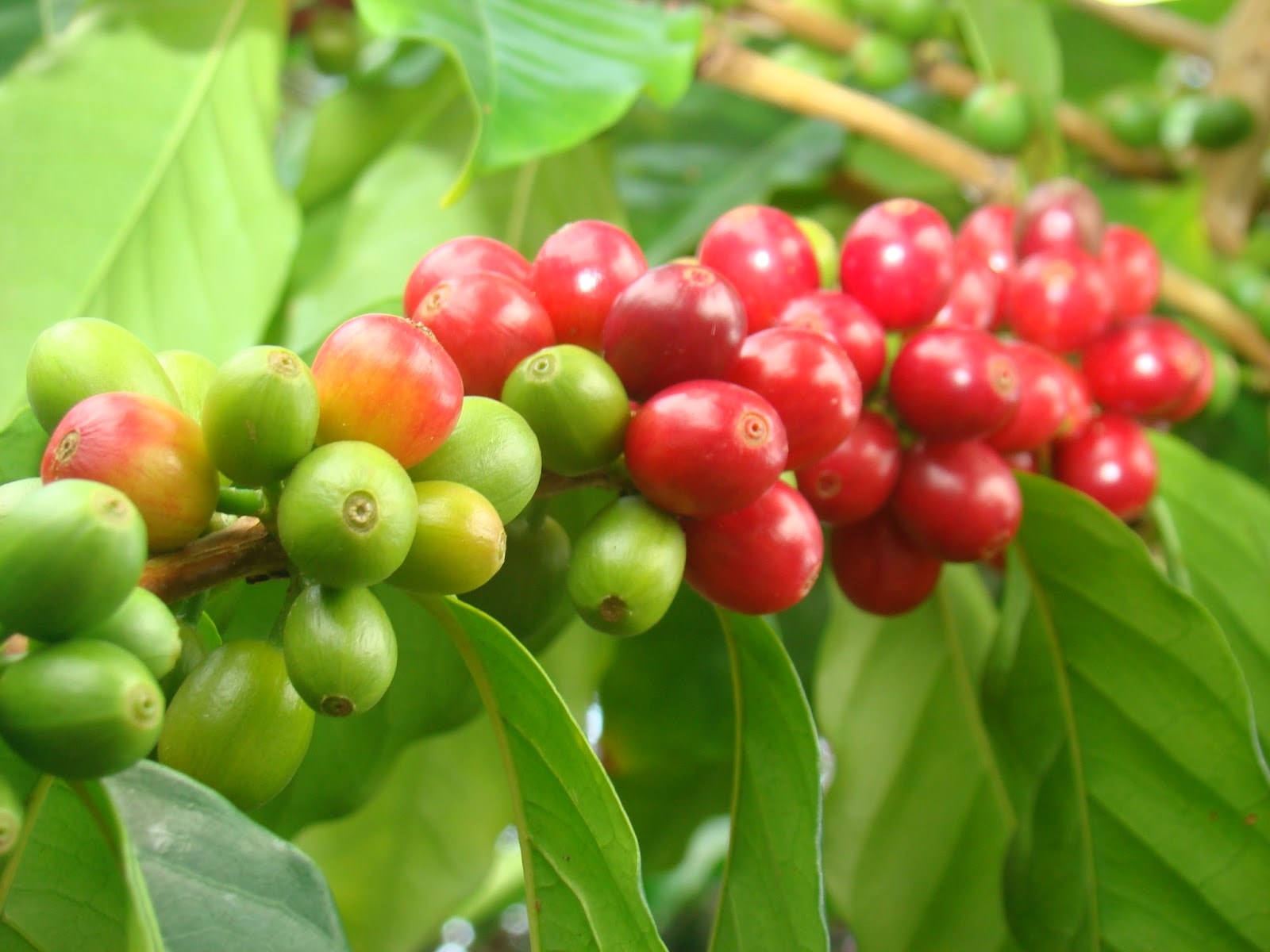Cà phê tăng 1.100 đồng/kg, chạm mốc 130.500 đồng/kg